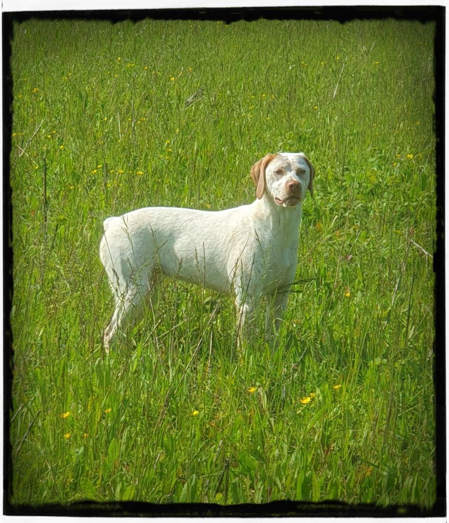 Ushka du Marais Becassier