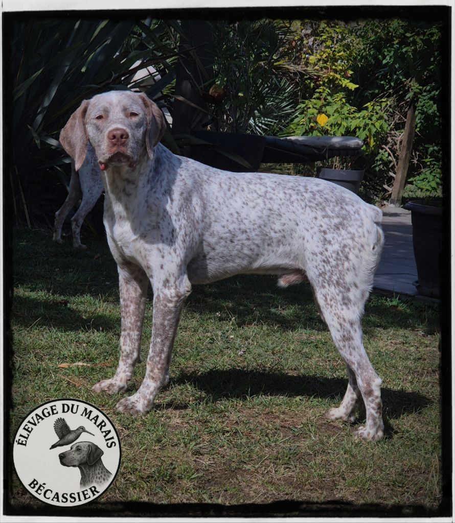 Vaïko du Marais Becassier