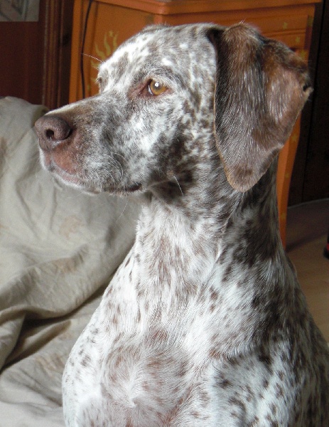 Texane