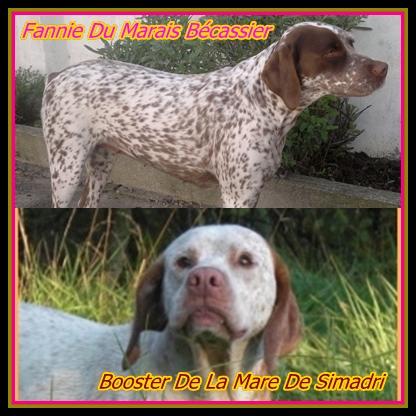 Portée 2012 Fannie Du Marais Bécasier & Booster De La Mare De Simadri