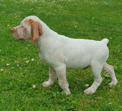 Uwak Du Marais Bécassier 