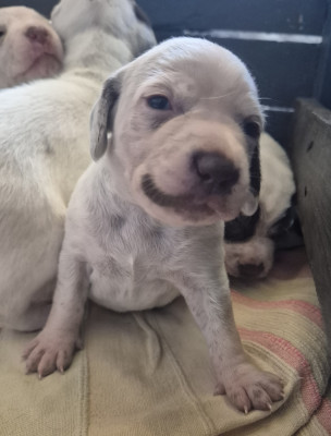 Bella Du Marais Bécassier